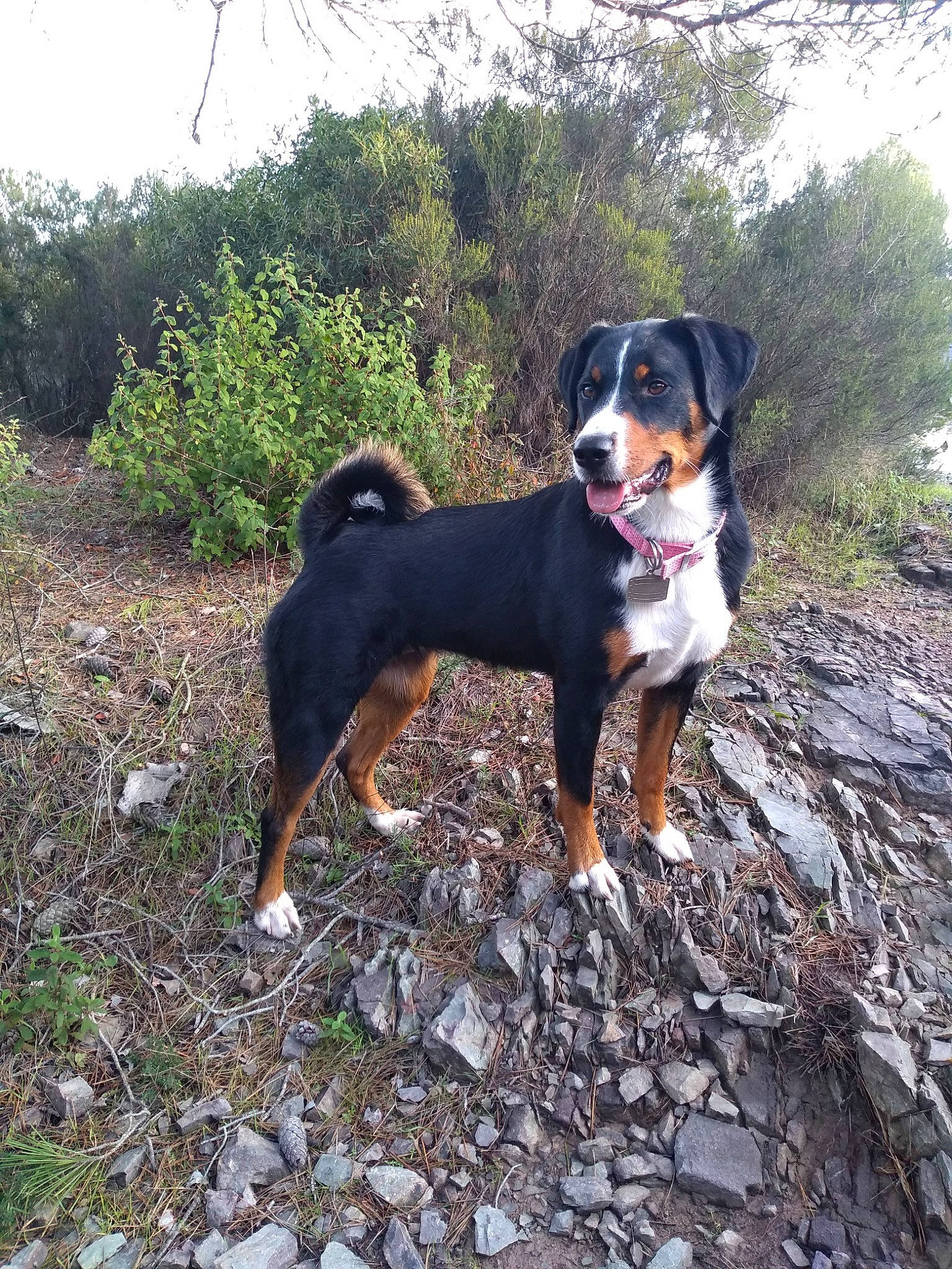 Milka a rejoint le concours — aidez-le/la à gagner de superbes lots ! appenzeller_sennenhund, canidae, carnivore, dog, dog_breed, entlebucher_mountain_dog, greater_swiss_mountain_dog, hunting_dog, livestock_guardian_dog, mammal, rare_breed_dog, serbian_hound, serbian_tricolour_hound, transylvanian_hound, vertebrate, working_dog