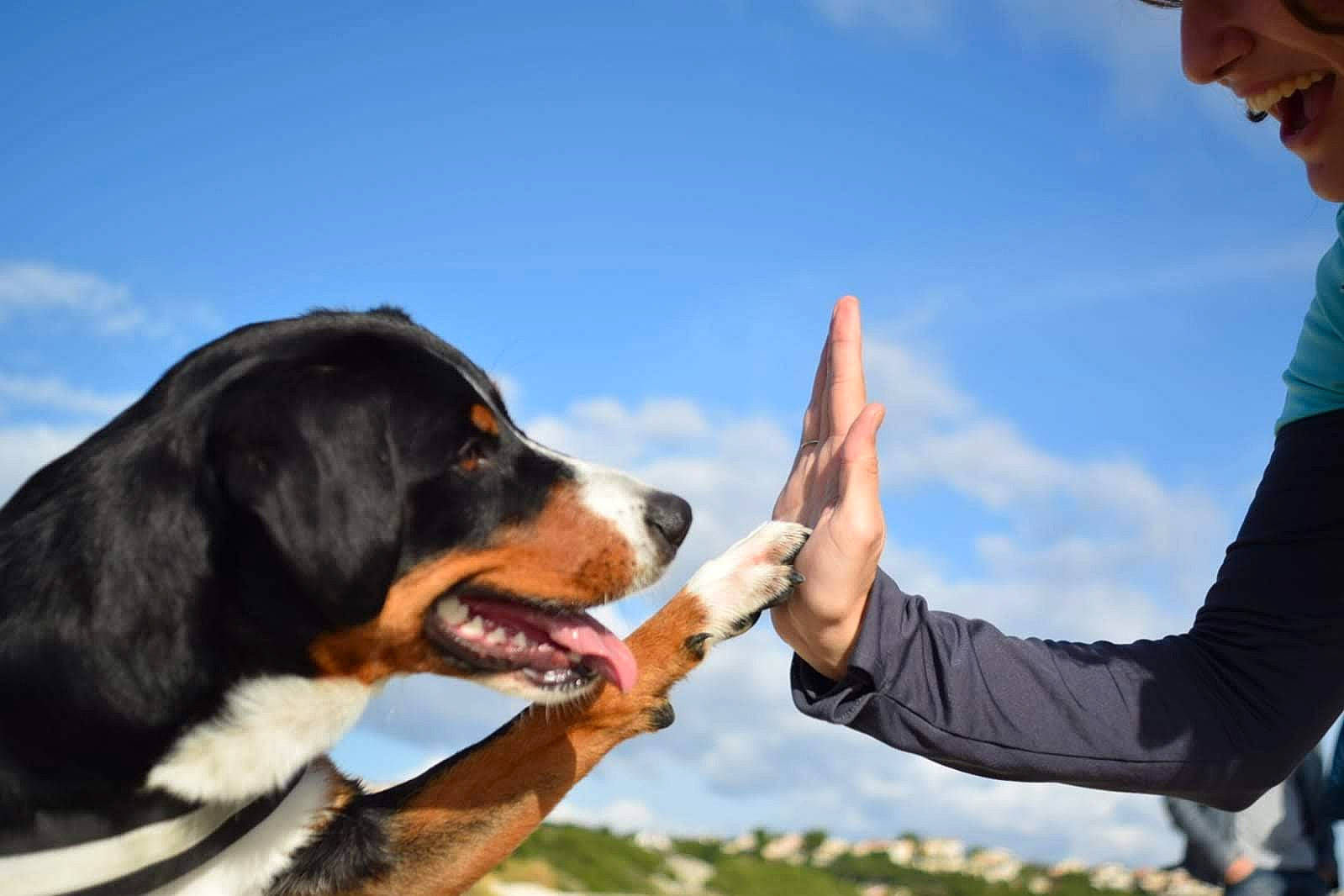 Milka a rejoint le concours — aidez-le/la à gagner de superbes lots ! appenzeller_sennenhund, bernese_mountain_dog, canidae, carnivore, dog, dog_breed, entlebucher_mountain_dog, fun, greater_swiss_mountain_dog, hunting_dog, mammal, working_dog