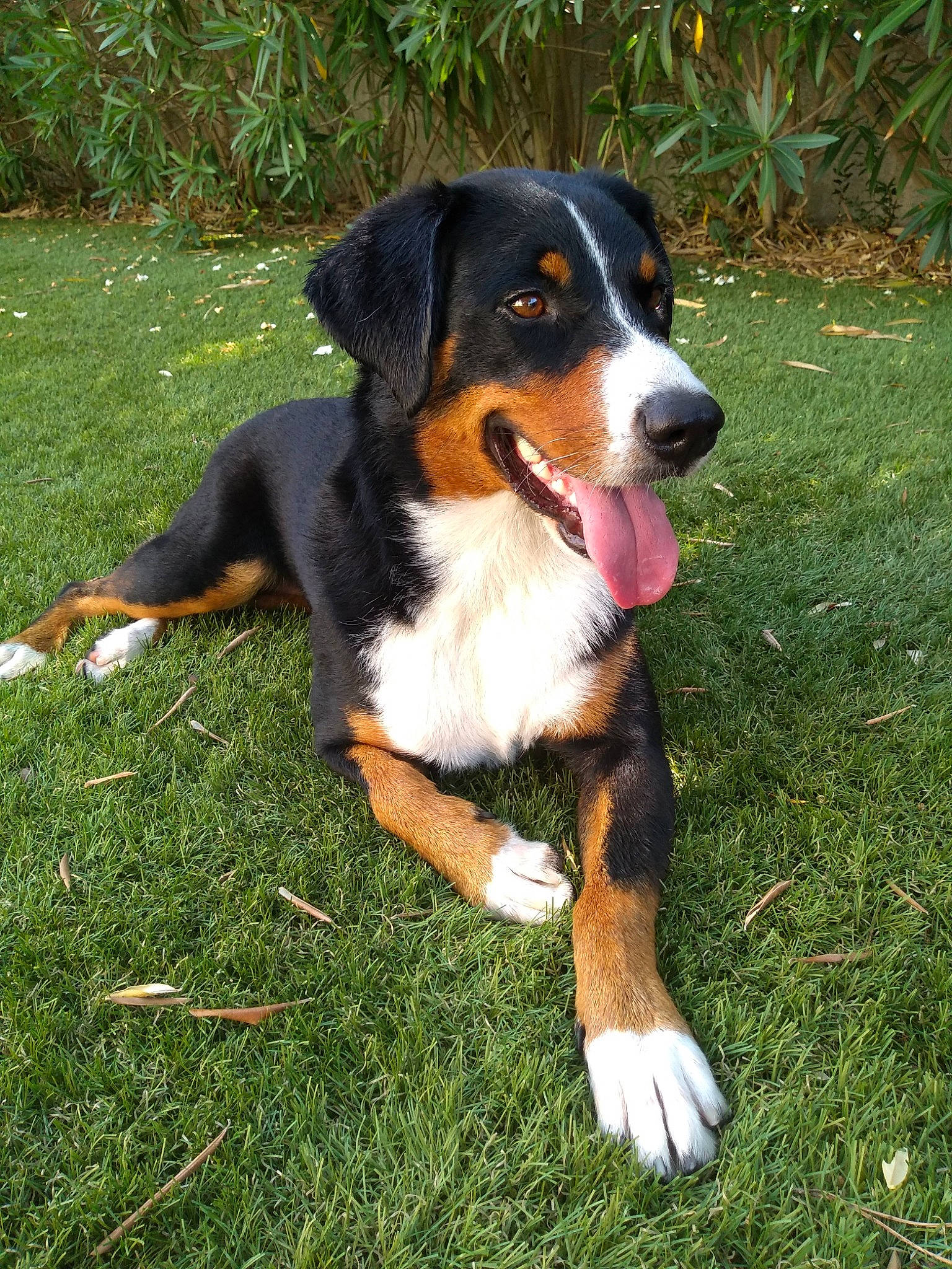 Milka participe au concours pour gagner de l'argent avec cette photo : appenzeller_sennenhund, australian_collie, bernese_mountain_dog, canidae, carnivore, companion_dog, dog, dog_breed, english_shepherd, entlebucher_mountain_dog, greater_swiss_mountain_dog, herding_dog, huntaway, livestock_guardian_dog, mammal, puppy, rare_breed_dog, sporting_group, vertebrate, working_dog