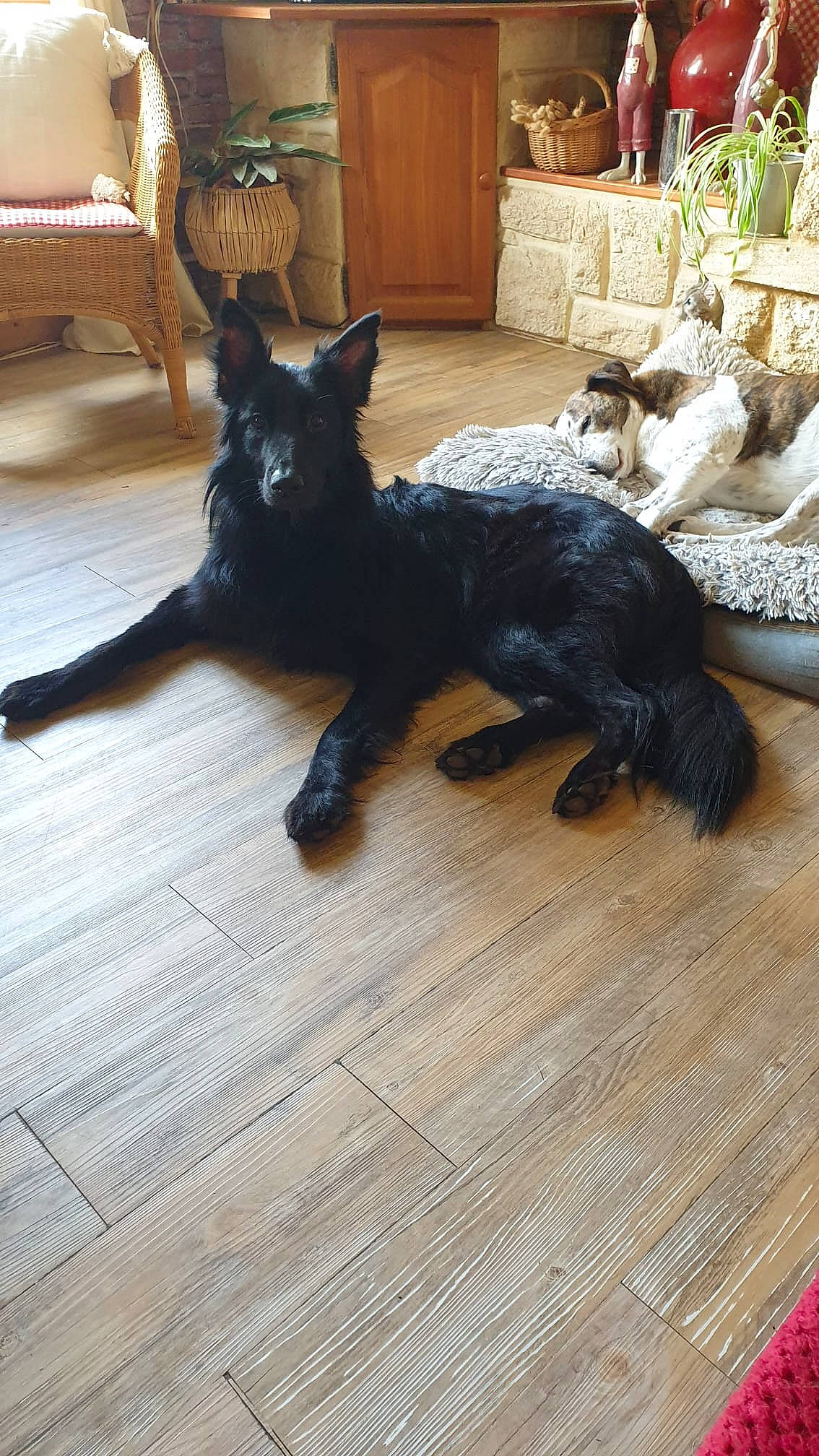 Stella a rejoint le concours — aidez-le/la à gagner de superbes lots ! black_cat, carnivore, claw, companion_dog, dog, dog_breed, fawn, felidae, floor, flooring, fur, guard_dog, hardwood, paw, small_to_medium_sized_cats, tail, terrestrial_animal, terrier, whiskers, wood