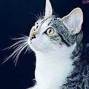 Dee is registered to the contest to win money with this photo: animal, background, cat, close_up, contrast, curious, domestic_cat, ears, face, feline, fur, indoor, looking_sideways, mammal, nose, pet, portrait, tabby, whiskers, yellow_eyes