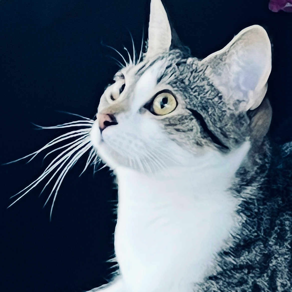 Dee