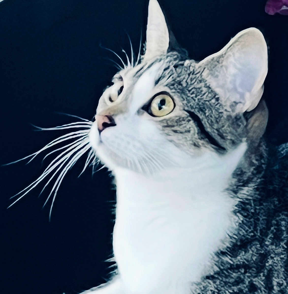 Dee is registered to the contest to win money with this photo: animal, background, cat, close_up, contrast, curious, domestic_cat, ears, face, feline, fur, indoor, looking_sideways, mammal, nose, pet, portrait, tabby, whiskers, yellow_eyes