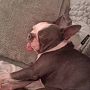 Monkey Bone is registered to the contest to win money with this photo: dog, boston_terrier, sleeping, tongue_out, pet, cozy, pillow, blanket, indoors, resting, cute, animal, fur, ears, snout, relaxed, side_view, companion, domestic, nap