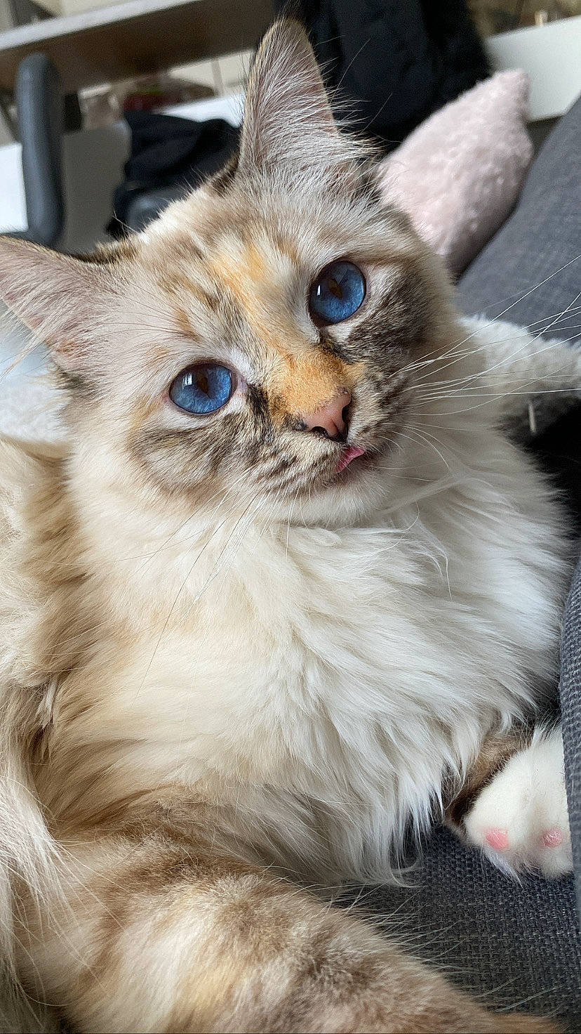 Honey a rejoint le concours — aidez-le/la à gagner de superbes lots ! birman, carnivore, cat, claw, ear, fawn, felidae, fur, iris, maine_coon, paw, pet_supply, ragdoll, small_to_medium_sized_cats, snout, tail, terrestrial_animal, whiskers