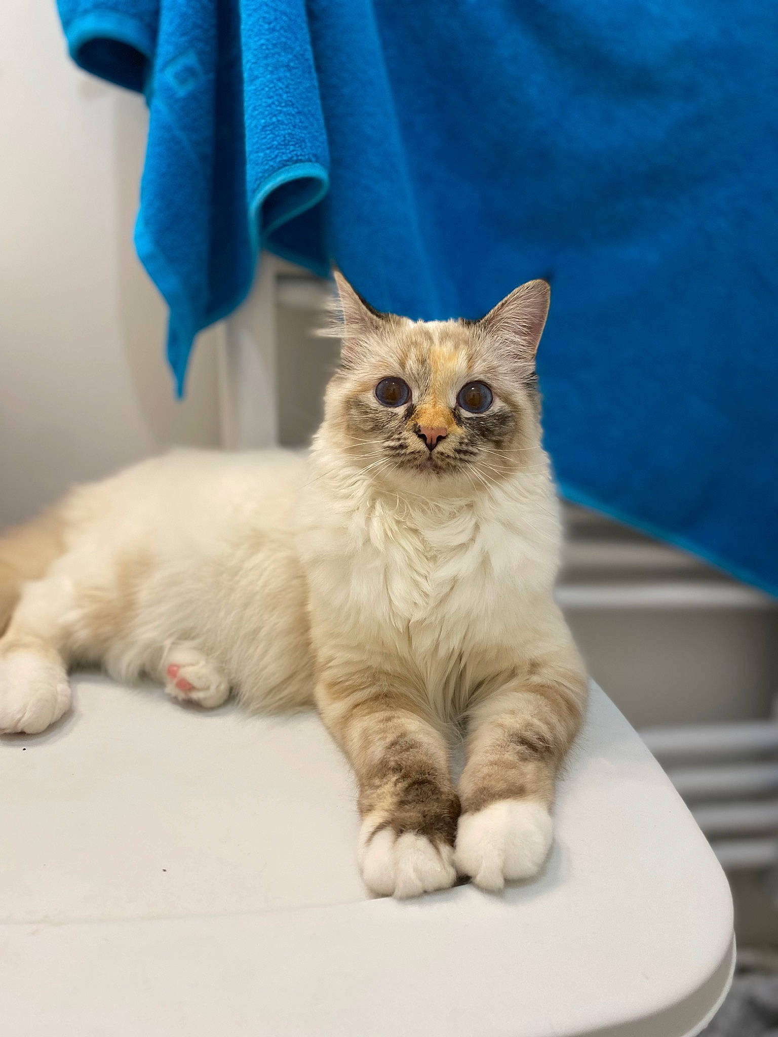 Honey participe au concours pour gagner de l'argent avec cette photo : blue, carnivore, cat, claw, comfort, curtain, domestic_short_haired_cat, electric_blue, fawn, felidae, fur, paw, sitting, small_to_medium_sized_cats, snout, tail, whiskers