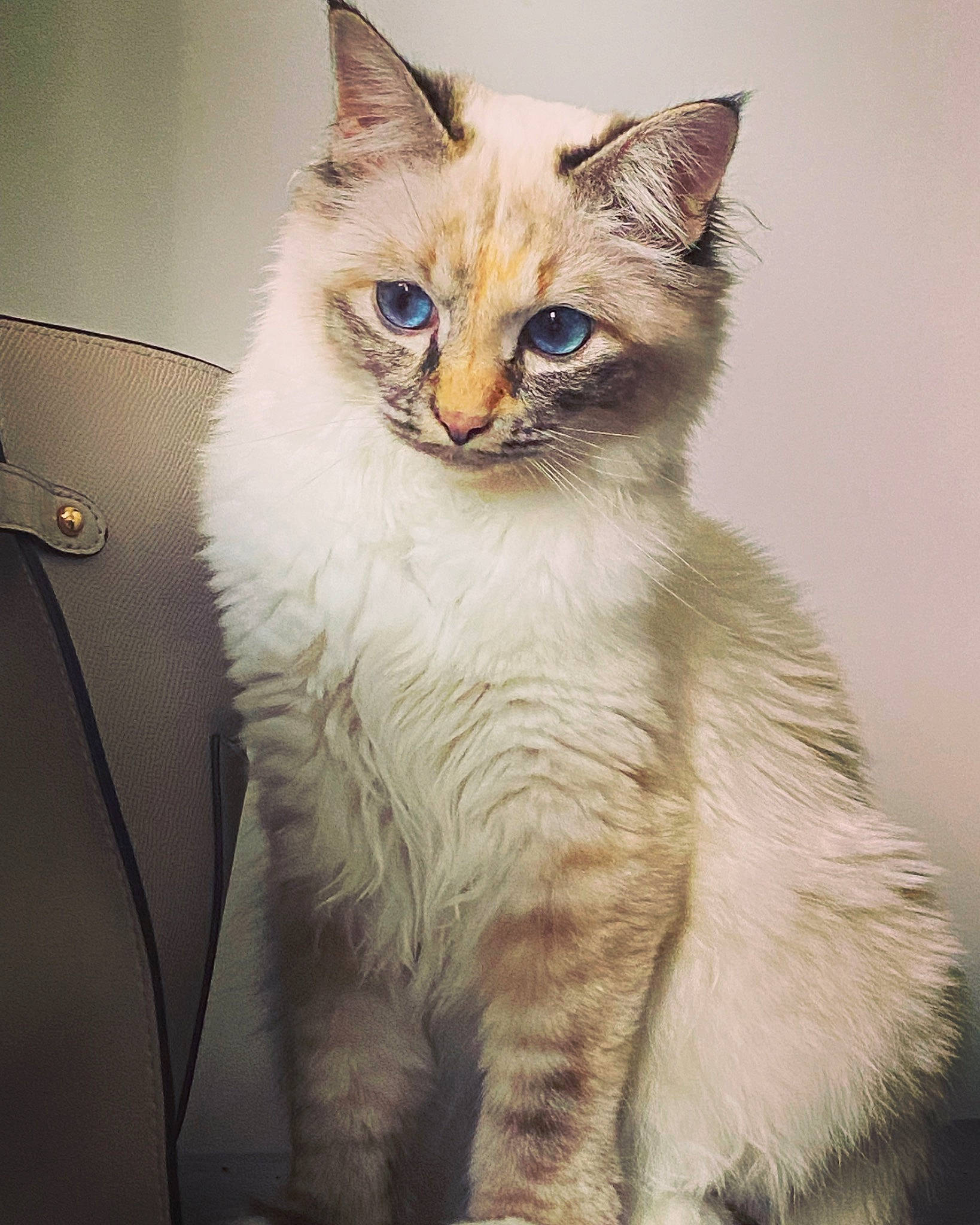 Honey participe au concours pour gagner de l'argent avec cette photo : carnivore, cat, domestic_short_haired_cat, door, fawn, felidae, fur, iris, paw, small_to_medium_sized_cats, snout, tail, terrestrial_animal, whiskers, wildlife, window