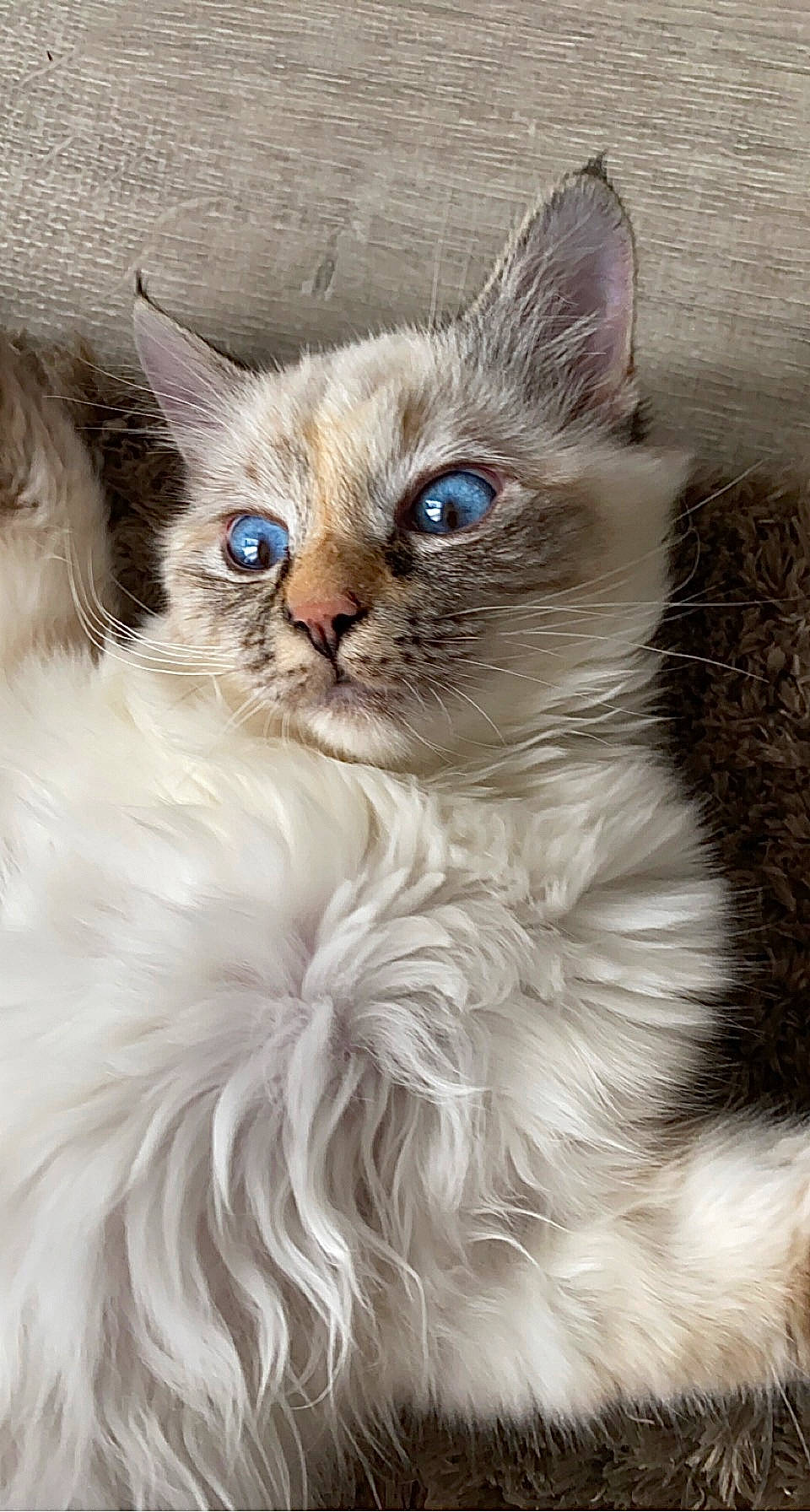 Honey participe au concours pour gagner de l'argent avec cette photo : balinese, birman, carnivore, cat, close_up, electric_blue, eye, fawn, felidae, fur, iris, pet_supply, plant, ragdoll, siamese, small_to_medium_sized_cats, snout, terrestrial_animal, thai, whiskers