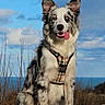 Prada a rejoint le concours — aidez-le/la à gagner de superbes lots ! dog, border_collie, outdoor, sky, clouds, sea, rocks, grass, animal, pet, tongue_out, sitting, fur, ears, harness, nature, sunlight, portrait, happy, blue_sky