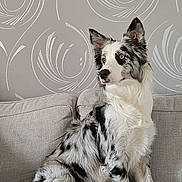 Prada a rejoint le concours — aidez-le/la à gagner de superbes lots ! dog, merle_coat, border_collie, sitting, couch, blanket, indoor, pet, furniture, wallpaper, pattern, fur, ears, alert, looking_away, paw, tail, cozy, domestic_animal, companion