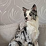 dog, merle_coat, border_collie, sitting, couch, blanket, indoor, pet, furniture, wallpaper, pattern, fur, ears, alert, looking_away, paw, tail, cozy, domestic_animal, companion