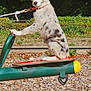 Prada a rejoint le concours — aidez-le/la à gagner de superbes lots ! animal, balancing, canine, collar, daylight, dog, fun, greenery, leash, nature, outdoor, park, pet, play, playground, seesaw, sitting, spotty_coat, woodchips, young_dog