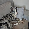 Prada participe au concours pour gagner de l'argent avec cette photo : dog, merle_coat, couch, pillow, indoor, pet, animal, relaxed, fur, canine, resting, comfort, living_room, side_view, home, domestic_animal, laying_down, looking_back, ears_up, cute