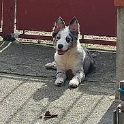 Prada a rejoint le concours — aidez-le/la à gagner de superbes lots ! animal, canine, concrete, daylight, dog, domestic, ears_up, fence, gate, happy, outdoor, paw, pet, relaxed, resting, shadow, smiling, speckled_coat, sunlight, tongue_out