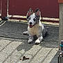 animal, canine, concrete, daylight, dog, domestic, ears_up, fence, gate, happy, outdoor, paw, pet, relaxed, resting, shadow, smiling, speckled_coat, sunlight, tongue_out