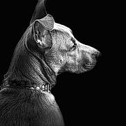 Sophie joined the competition — help win amazing prizes! dog, profile, black_and_white, portrait, pet, animal, fur, collar, skull_pattern, ear, side_view, canine, monochrome, studio_lighting, dark_background, close_up, texture, expression, domestic_animal, artistic