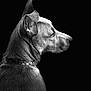 dog, profile, black_and_white, portrait, pet, animal, fur, collar, skull_pattern, ear, side_view, canine, monochrome, studio_lighting, dark_background, close_up, texture, expression, domestic_animal, artistic