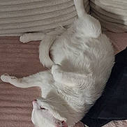 Snow a rejoint le concours — aidez-le/la à gagner de superbes lots ! cat, white_cat, pet, animal, feline, indoor, couch, furniture, relaxed, sleeping, cozy, pink_blanket, textured, fur, paw, whiskers, ears, tail, resting, home