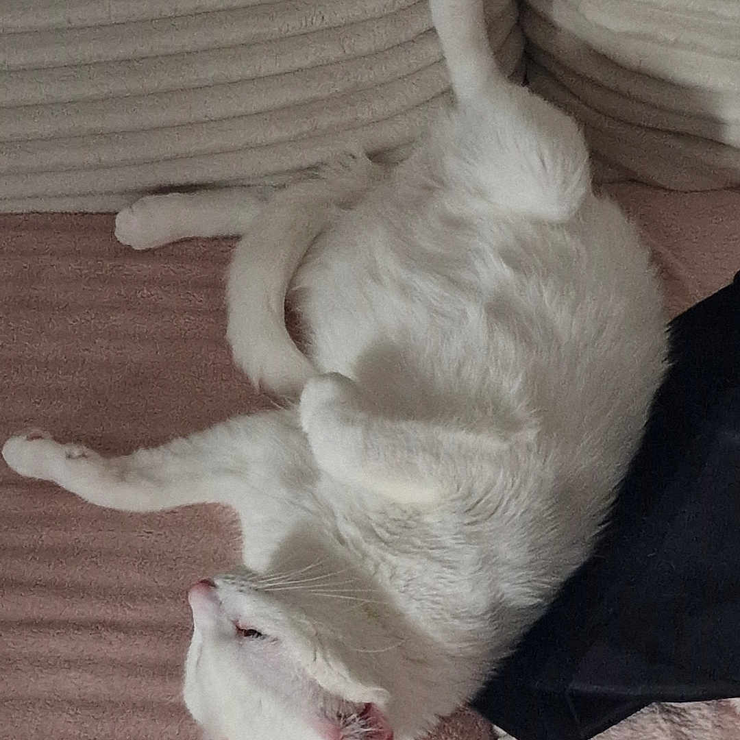 Snow a rejoint le concours — aidez-le/la à gagner de superbes lots ! animal, cat, couch, cozy, ears, feline, fur, furniture, home, indoor, paw, pet, pink_blanket, relaxed, resting, sleeping, tail, textured, whiskers, white_cat