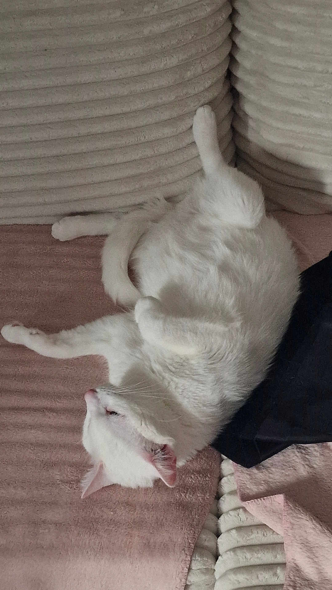 Snow a rejoint le concours — aidez-le/la à gagner de superbes lots ! cat, white_cat, pet, animal, feline, indoor, couch, furniture, relaxed, sleeping, cozy, pink_blanket, textured, fur, paw, whiskers, ears, tail, resting, home