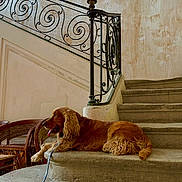 Réglisse participe au concours pour gagner de l'argent avec cette photo : animal, architecture, calm, curly_fur, dog, golden_brown, home_interior, indoor, leash, pet, quiet, railing, relaxed, resting, side_view, stairs, stone_floor, tongue_out, wooden_chairs, wrought_iron