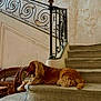 animal, architecture, calm, curly_fur, dog, golden_brown, home_interior, indoor, leash, pet, quiet, railing, relaxed, resting, side_view, stairs, stone_floor, tongue_out, wooden_chairs, wrought_iron