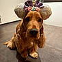 Réglisse participe au concours pour gagner de l'argent avec cette photo : adorable, animal, brown_dog, canine, close_up, cute, decorative_accessory, dog, domestic, ears, floor, flower, indoor, looking_at_camera, pet, portrait, sequin, sitting, unicorn_headband, whimsical