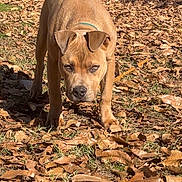 Snoop joined the competition — help win amazing prizes! dog, brown_dog, outdoor, autumn_leaves, fallen_leaves, grass, vehicle, tree, collar, pet, animal, nature, daylight, canine, leaf_litter, parked_car, front_view, walking, alert, serious_expression