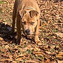 dog, brown_dog, outdoor, autumn_leaves, fallen_leaves, grass, vehicle, tree, collar, pet, animal, nature, daylight, canine, leaf_litter, parked_car, front_view, walking, alert, serious_expression