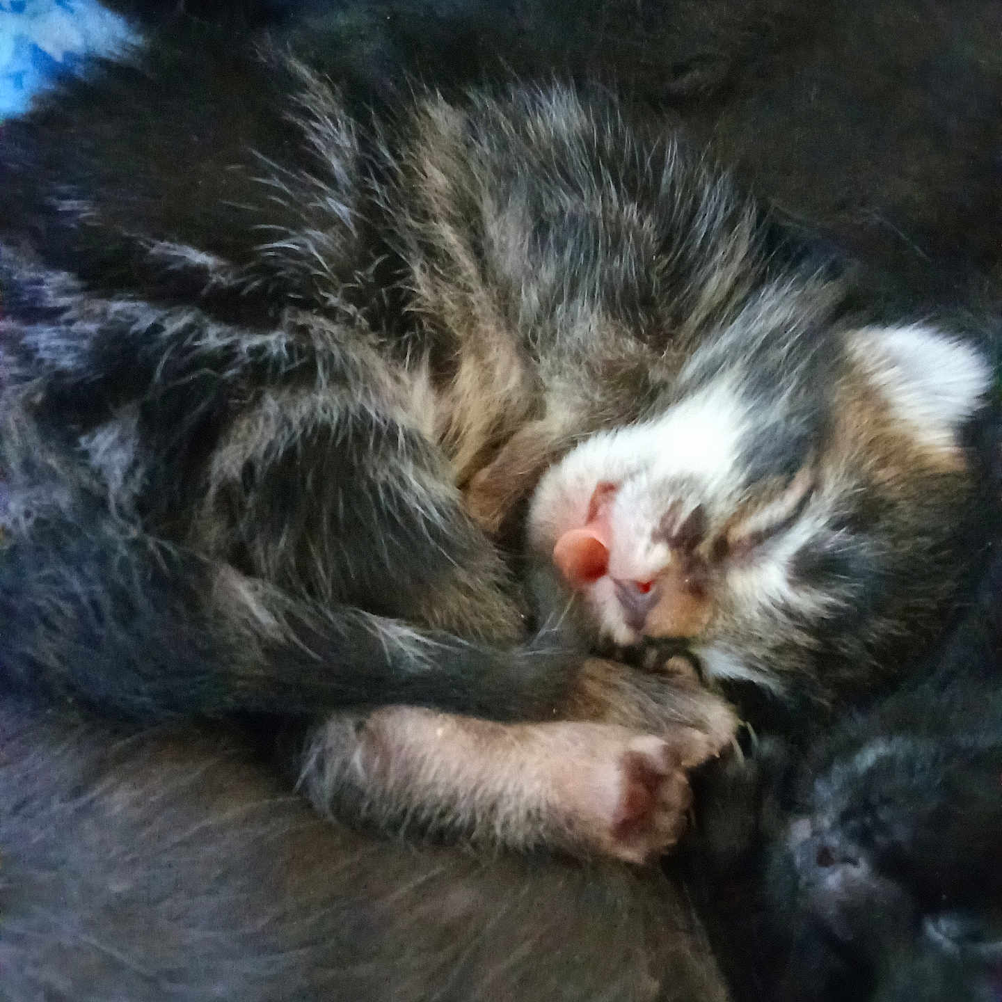 Minet participe au concours pour gagner de l'argent avec cette photo : adorable, animal, closeup, cozy, curled_up, cute, feline, fur, kitten, paw, peaceful, pet, resting, sleeping, soft, tabby, tiny, tongue, whiskers, young