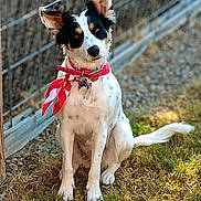 Indie joined the competition — help win amazing prizes! dog, canine, pet, animal, sitting, grass, outdoor, fence, collar, scarf, white, black, ears, tail, ground, sunlight, portrait, cute, alert, nature