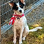 dog, canine, pet, animal, sitting, grass, outdoor, fence, collar, scarf, white, black, ears, tail, ground, sunlight, portrait, cute, alert, nature