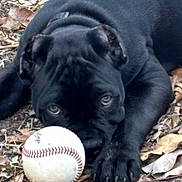 Sawyer is registered to the contest to win money with this photo: puppy, dog, black_dog, baseball, toy, leaves, outdoor, animal, pet, playful, closeup, paw, fur, nature, curious, young_dog, laying_down, ground, daylight, focus
