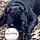 Sawyer