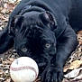 puppy, dog, black_dog, baseball, toy, leaves, outdoor, animal, pet, playful, closeup, paw, fur, nature, curious, young_dog, laying_down, ground, daylight, focus