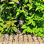 Urfeo participe au concours pour gagner de l'argent avec cette photo : animal, bush, camouflage, curious, dog, foliage, garden, green_leaves, hide_and_seek, leafy, nature, outdoor, paw, pet, playful, quiet, shadow, snout, stone_ledge, sunlight