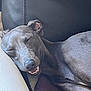 animal, canine, closed_eyes, comfortable, couch, cozy, dog, domestic_animal, fur, grey_dog, indoor, leather_couch, nap, pet, pillow, relaxed, resting, sleeping, smiling, snout