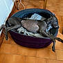 Urfeo participe au concours pour gagner de l'argent avec cette photo : animal, blanket, canine, cord, cozy, dog, floor, furniture, greyhound, home, indoor, pet_bed, relaxed, resting, sleeping, smile, teeth, tile_floor, wall, wooden_chair