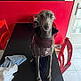 animal, canine, cozy, curious, dog, domestic, floor_tile, four_legged, furniture, greyhound, household, indoor, jacket, kitchen, looking_up, pet, portrait, red_chair, red_wall, table