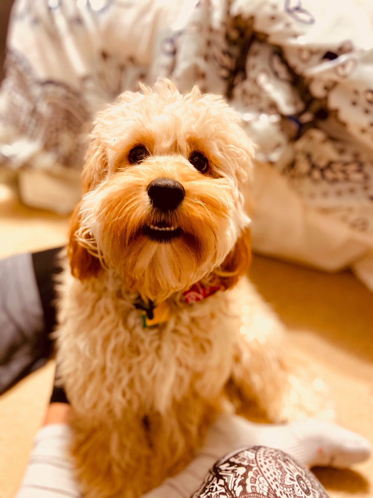 Archy is registered to the contest to win money with this photo: canidae, carnivore, collar, companion_dog, dog, dog_breed, dog_collar, fashion_accessory, fur, glasses, liver, puppy_love, small_terrier, snout, sporting_group, table, terrier, toy_dog, working_animal, yorkipoo