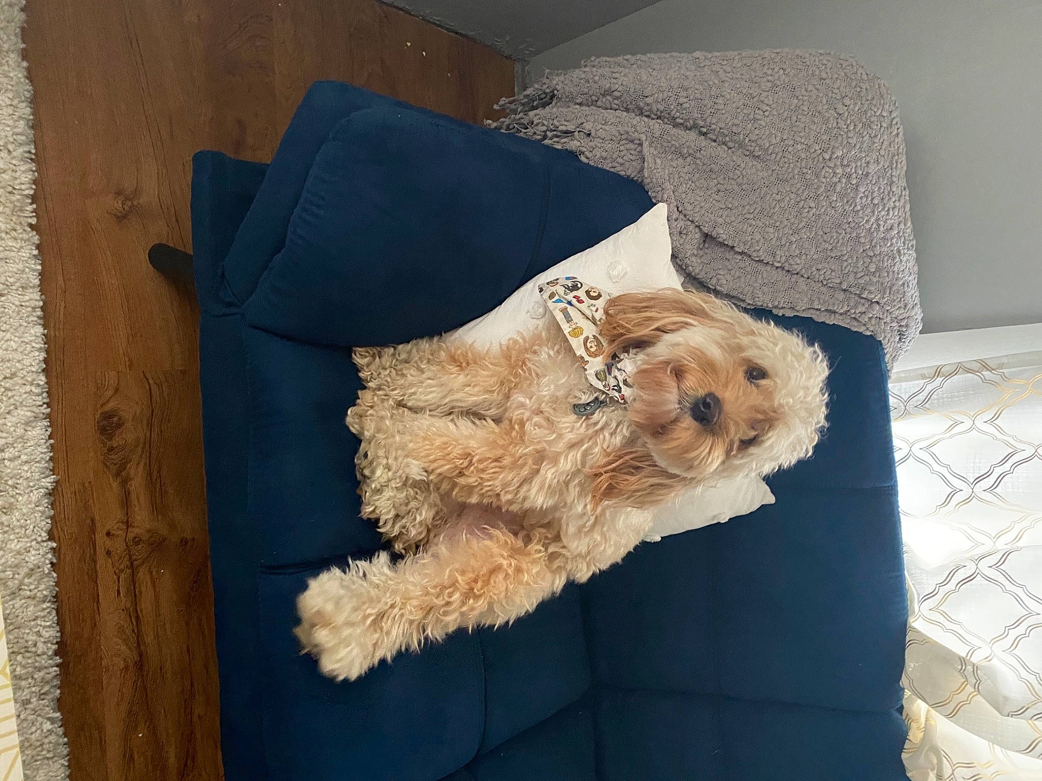 Archy is registered to the contest to win money with this photo: canidae, carnivore, comfort, companion_dog, dog, dog_breed, dog_supply, fawn, flooring, fur, linens, poodle, small_terrier, sporting_group, sunglasses, terrier, toy, toy_dog, wood, working_animal