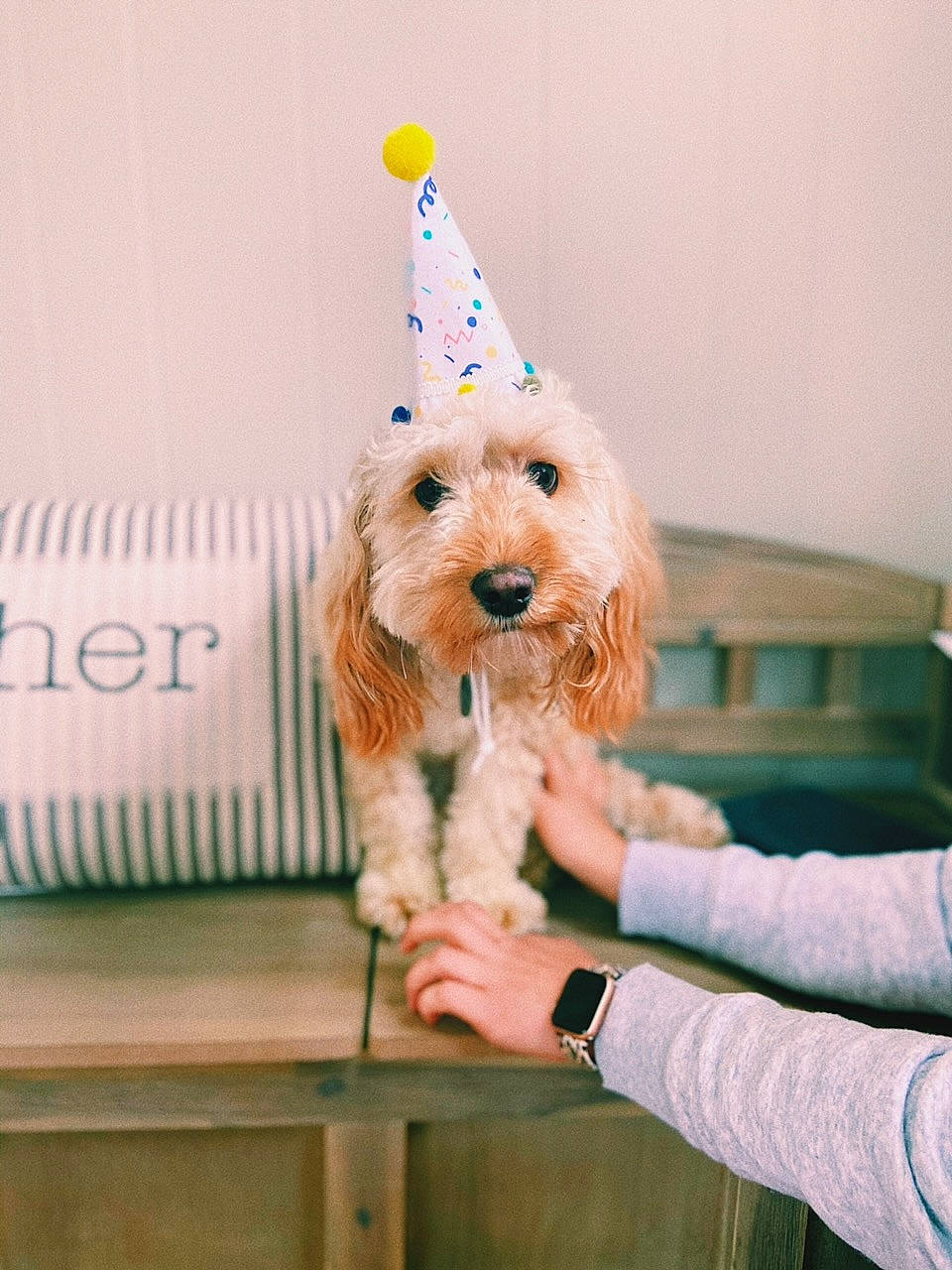 Archy joined the competition — help win amazing prizes! canidae, carnivore, companion_dog, dog, dog_breed, dog_clothes, dog_collar, dog_supply, fashion_accessory, happy, labradoodle, party_hat, party_supply, small_terrier, sporting_group, stuffed_toy, table, terrier, toy, toy_dog