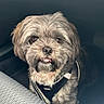 dog, pet, small_dog, fluffy, gray_fur, white_fur, harness, car_interior, keys, looking_up, cute, toothy_grin, close_up, sitting, indoor, animal, companion, furry, domestic_animal, adorable