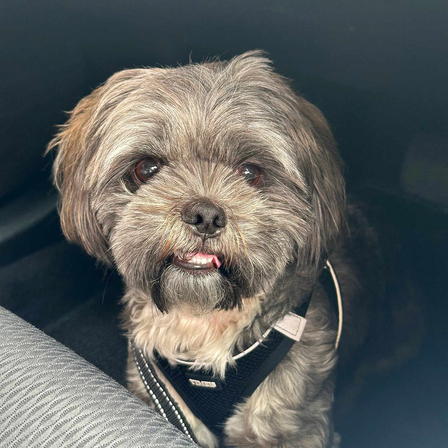 Benji joined the competition — help win amazing prizes! dog, pet, small_dog, fluffy, gray_fur, white_fur, harness, car_interior, keys, looking_up, cute, toothy_grin, close_up, sitting, indoor, animal, companion, furry, domestic_animal, adorable