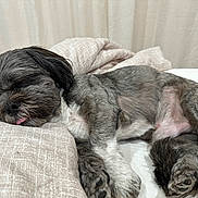 Benji joined the competition — help win amazing prizes! dog, sleeping, tongue_out, blanket, cozy, resting, fur, paw, indoor, cute, pet, canine, relaxed, snout, fur_texture, curled_up, home, comfort, animal, nap