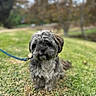 Benji joined the competition — help win amazing prizes! dog, pet, grass, outdoor, leash, nature, blurred_background, tree, autumn, canine, fur, sitting, closeup, portrait, cute, companion, animal, friendly, calm, park