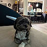 Benji joined the competition — help win amazing prizes! dog, small_dog, pet, indoor, couch, furniture, living_room, crossed_paws, gray_fur, white_fur, cute, domestic_animal, house, modern_kitchen, bar_stools, lighting, relaxed, animal, companion, cozy
