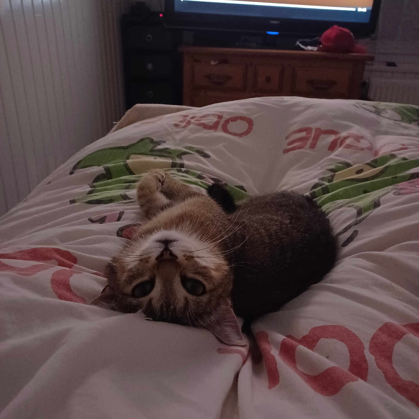 Vanille a rejoint le concours — aidez-le/la à gagner de superbes lots ! animal, bed, blanket, cartoon, cat, cozy, curious, cute, domestic, furniture, indoor, pet, relaxation, resting, room, sleepy, soft_lighting, television, upside_down, wooden_drawer