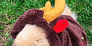 Sugar is registered to the contest to win money with this photo: dog, fluffy, costume, reindeer, antlers, brown, yellow, red, pet, grass, outdoor, animal, cute, furry, canine, holiday, festive, nature, small_dog, puppy