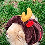 dog, fluffy, costume, reindeer, antlers, brown, yellow, red, pet, grass, outdoor, animal, cute, furry, canine, holiday, festive, nature, small_dog, puppy